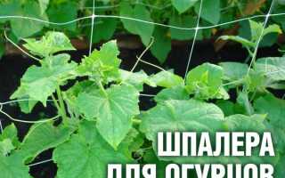 Выращивание огурцов на шпалере в открытом грунте