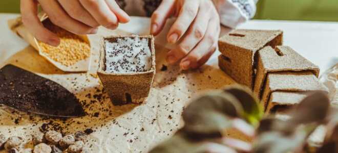 Лунный календарь садовых и огородных работ на январь 2024 года