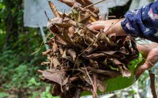 Польза и вред от осенних листьев — как не ошибиться при использовании