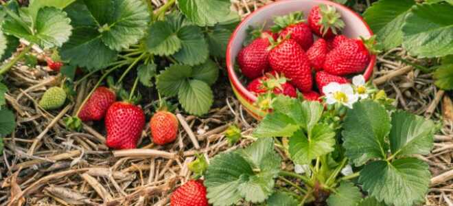 Пошаговый уход за клубникой: список важных дел с весны до осени