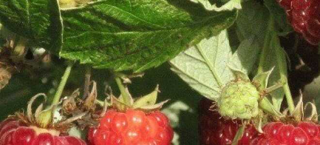 Когда лучше сажать малину — секреты удачливых садоводов