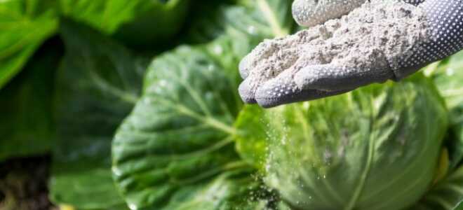 Зола как универсальное удобрение — разбираемся в нюансах