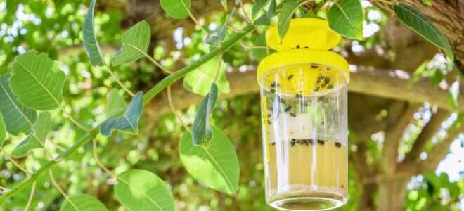 Надежные ловушки для насекомых-вредителей — 5 нетоксичных вариантов