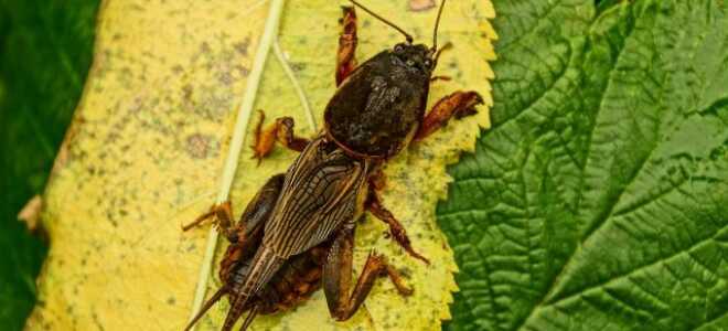 Как защитить рассаду в огороде от медведки без вреда для других полезных насекомых