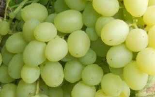 Борьба с осами на винограде и отпугивание птиц