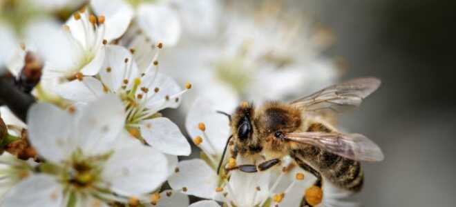 Пчелиная весна — что это и как начинается?