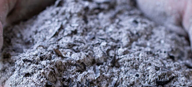 Какие растения нельзя удобрять золой