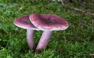 Разбираемся в съедобности сыроежек — на что обратить внимание?