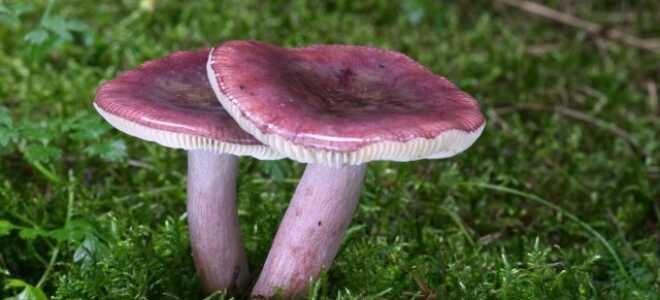 Разбираемся в съедобности сыроежек — на что обратить внимание?