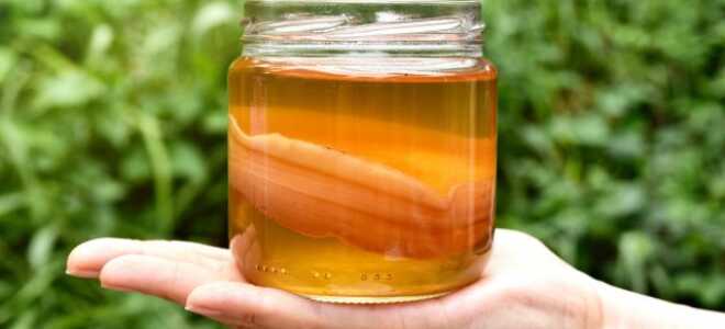 Чайный гриб — как создать и использовать в саду и дома?