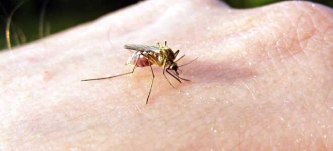 Все способы борьбы с комарами и мошками — разбираемся в эффективности