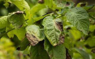 Бесконечная борьба с фитофторозом: как победить болезнь надолго