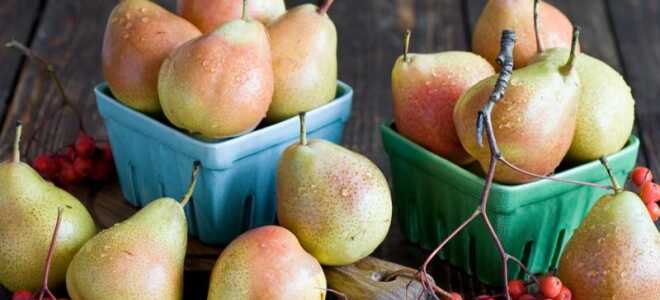Лучшие осенние сорта груши, в том числе для выращивания в различных регионах с описанием, характеристикой и отзывами