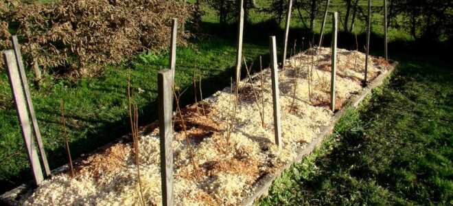 Посадка малины осенью в открытый грунт: сроки, правила, инструкции с фото и видео