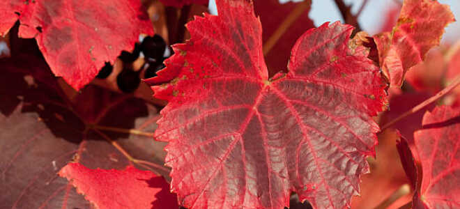 Красные листья у винограда — почему краснеют, как избавиться