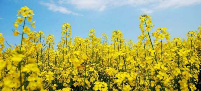 Рапс как сидерат: когда и как посеять, скашивать и заделывать, отзывы огородников