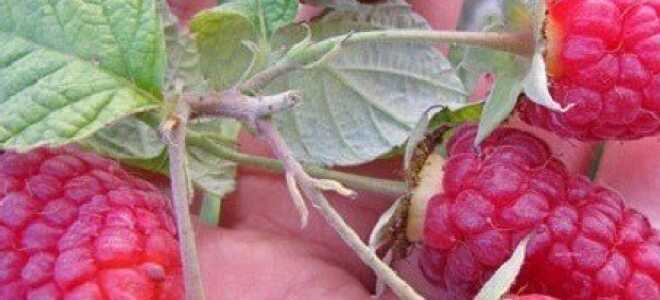 Обрезка малины осенью для больших и регулярных урожаев