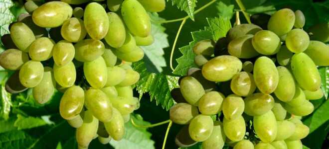 Виноград Арлекин: описание раннего сорта, фото, отзывы
