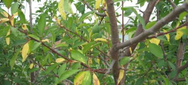 Желтеют листья у сливы: почему, что делать, чем обработать