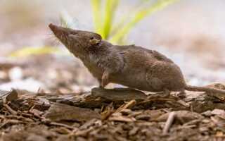 Землеройки — друзья, а не враги!