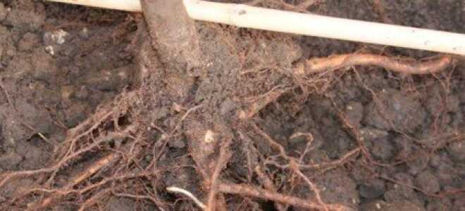 Посадка груши осенью – в чем преимущество этого способа + Видео