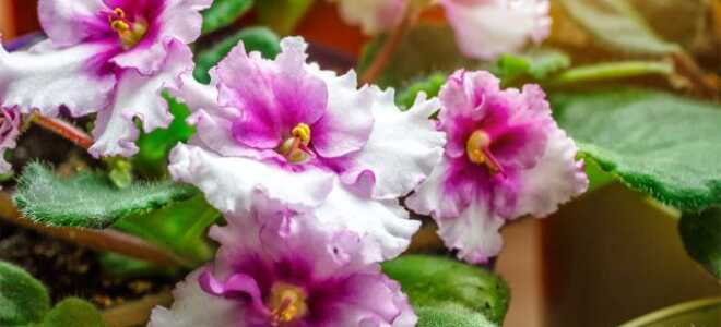 Комнатные растения для тёмных помещений