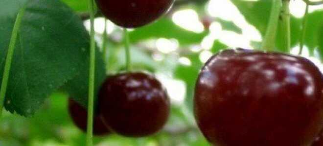 Когда лучше сажать вишню и выбрать оптимальное время посадки