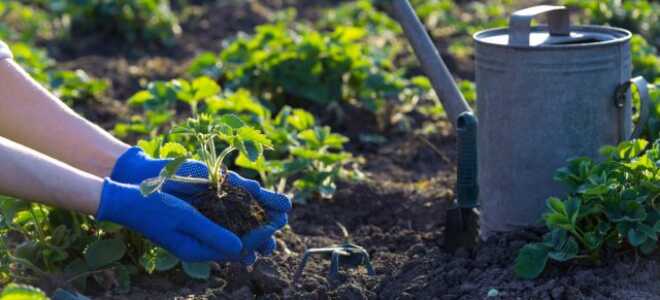 Сладкая клубника в новом сезоне — как и чем обновить клубничные плантации