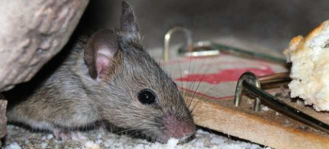 Какие средства помогут при борьбе с грызунами — разбираемся в их особенностях