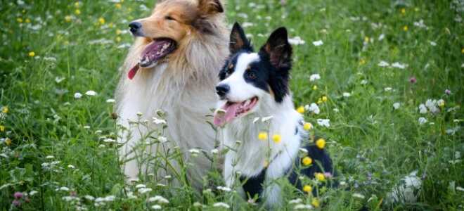 Длинношерстные колли и другие овчарки Британии