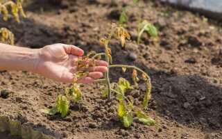 Какой стресс самый опасный для растений — сохраните свои посадки