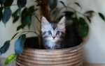 6 главных вещей, которые должны знать хозяева маленького котенка