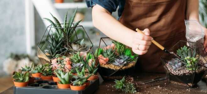 Какие суккуленты купить для флорариума?