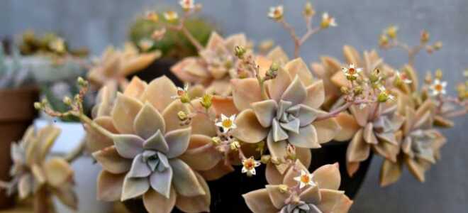 Граптопеталум — один из самых красивых суккулентов