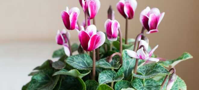 Цикламен — как ухаживать после покупки и что важно знать?