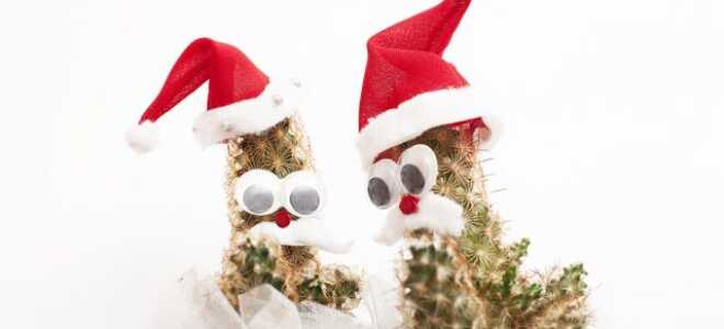 Как украсить дом к Новому году живыми растениями