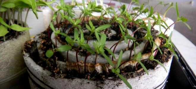 Посев томатов в улитку, в том числе пошаговое описание метода, а также отзывы о результатах