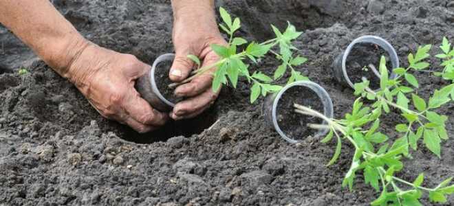 Высадка рассады помидоров открытый грунт