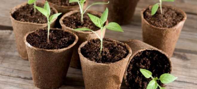 Лунный календарь садовода и огородника на февраль 2020