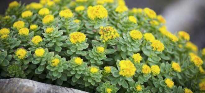 Целебная и эффектная родиола розовая — выращиваем в саду