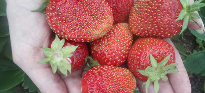 Клубника (земляника) Сельва: описание сорта, особенности ухода, отзывы, фото
