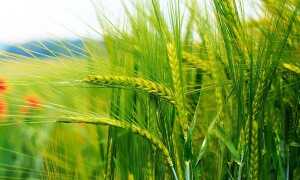 Удобрение ржи: нормы, чем удобрять