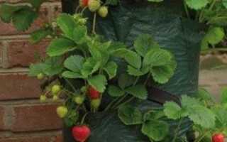 Насколько эффективно выращивание клубники в полиэтиленовых мешках