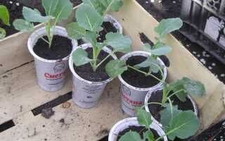 Благоприятные дни для посадки капусты в 2017 по лунному календарю