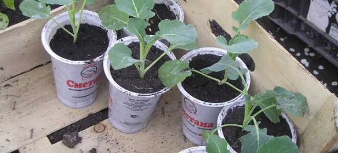 Благоприятные дни для посадки капусты в 2017 по лунному календарю