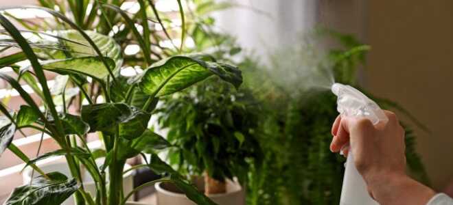 Повышение влажности для комнатных растений — что работает, а что нет?