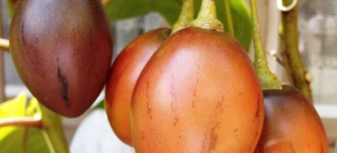 Цифомандра — выращиваем томатное дерево в комнате