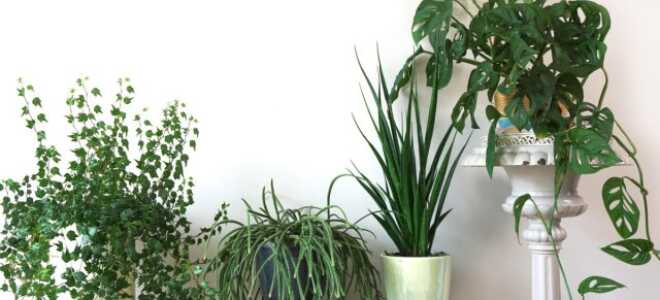 Вертикальный сад дома: 14 лиан и ампельных растений для квартиры