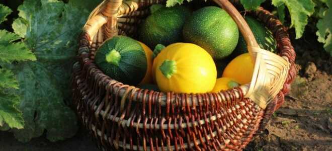 Круглые кабачки — вкуснейшая альтернатива традиционным