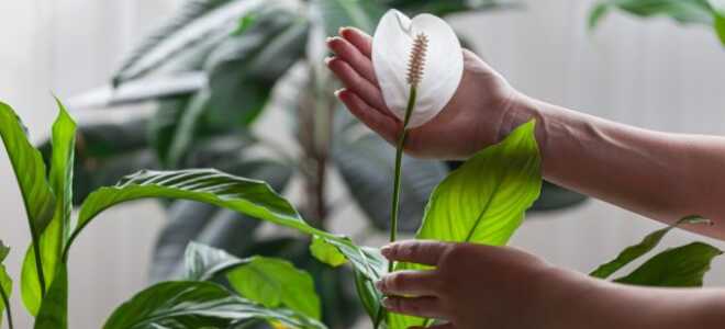 Спатифиллум, или «Женское счастье». Уход по правилам